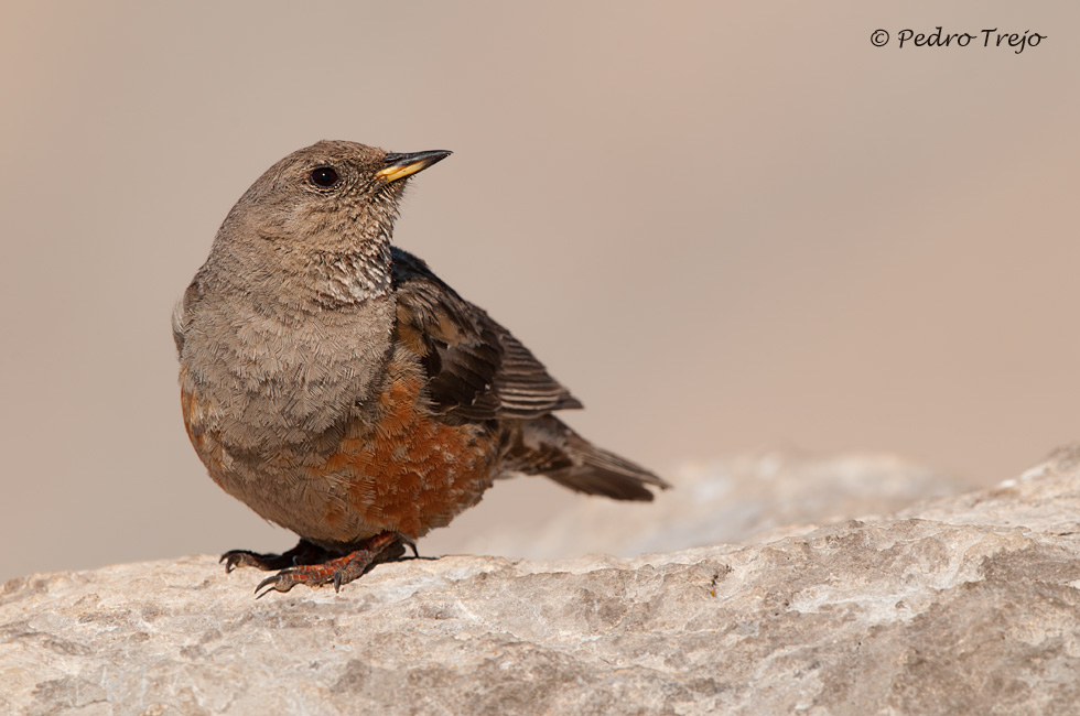 Acentor alipino (Prunella collaris)